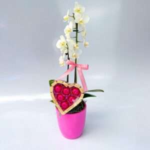 Delicada Mini Orquídea com Chocolate