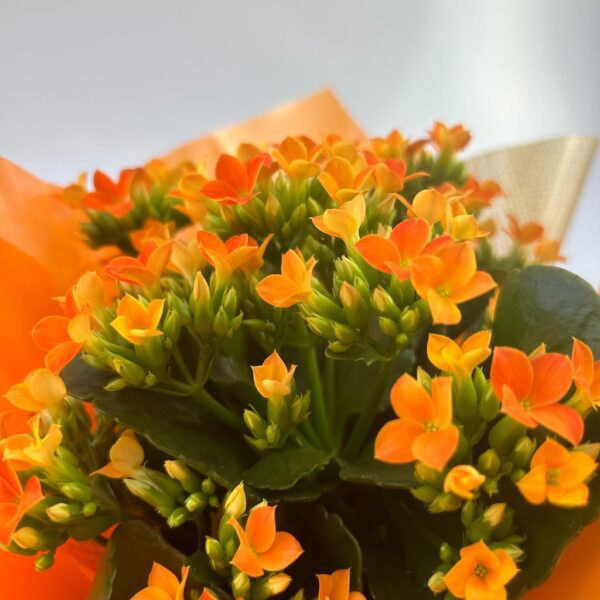 Flor da Fortuna com Bombons de Coração - Imagem 3