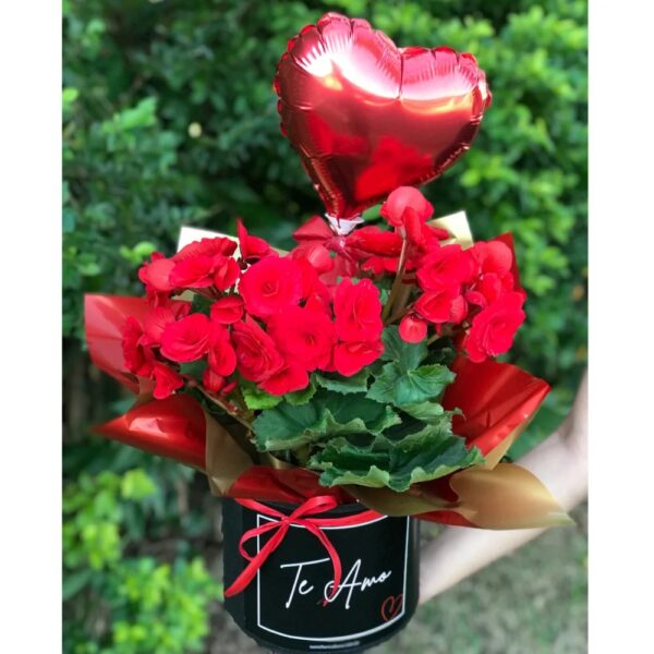 Box "te amo" Com Begônia Vermelha e Balão de Coração - Imagem 2