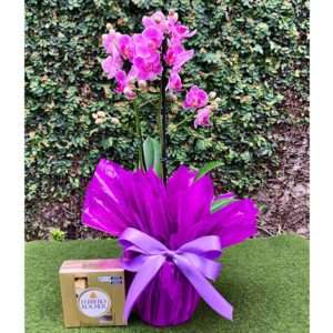 Mini Orquídea Phalaenopsis Lilás Com Ferrero Rocher